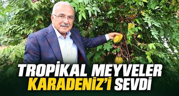 Tropikal meyveler Karadeniz’i sevdi