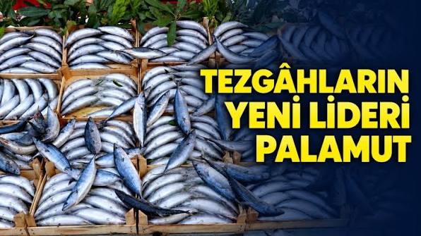 İstanbul'da palamutta 100 kat artış